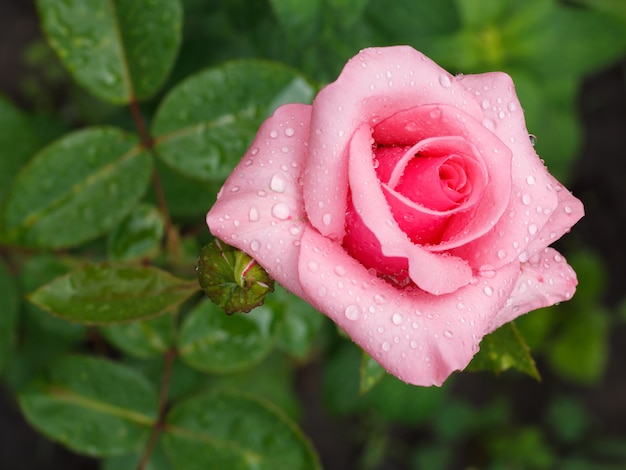 Bush van roze roos met waterdruppels die in de tuin groeien. Ondiepe scherptediepte.