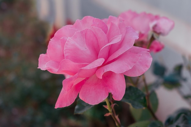 Bush van roze rozen met bloeiende bloemen.