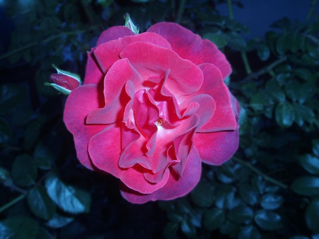 Bush van roze rozen Roze bloemen in de tuin
