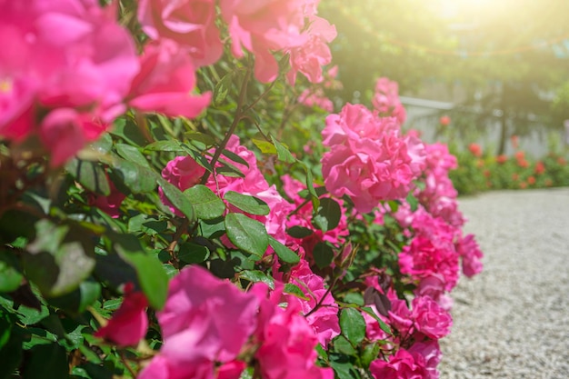 Bush van roze rozen roze steegje een prachtig bloesempad van vele mooie bloemen op zonnige zomerdag Tuinieren bloemisterij landschapsarchitectuur concept voor covers ansichtkaarten kopieer ruimte