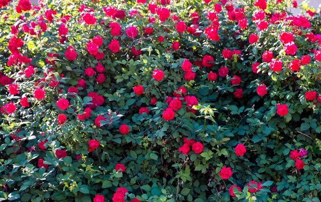 Bush van rozen op heldere zomerdag. Bloemen achtergrond. Selectieve aandacht.