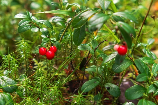 Bush van wilde vossebes in een bos. Karelië, Rusland