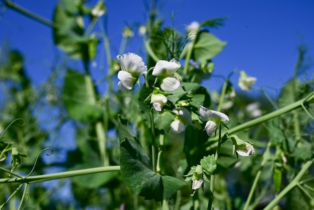 Bush van zoete erwt met rijpe peulen gekweekt in de moestuin