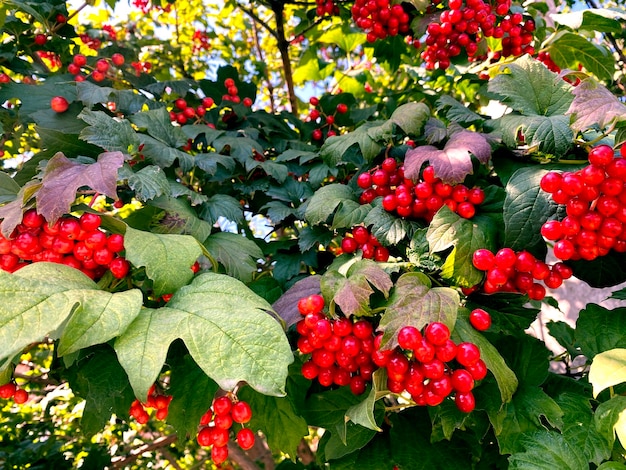 Bush viburnum. Ripe bunch of viburnum