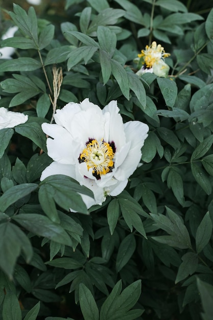 A bush of White double peonies blooms in the garden Paeonia lactiflora Sarah Bernhardt