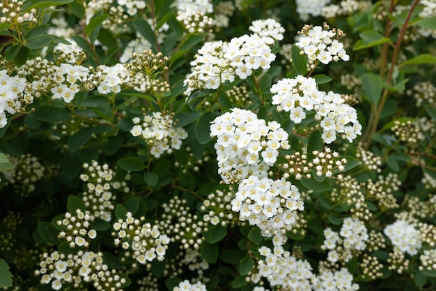 濃い緑色の背景に白い花の茂み