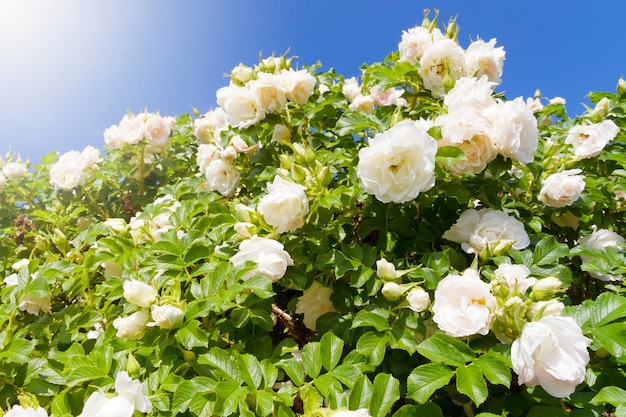 Bush of white garden Roses