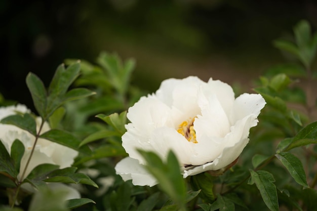 Bush of white peonies incredible nature among us