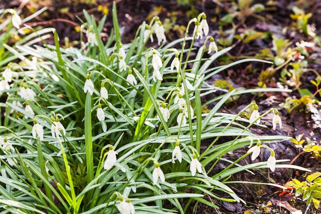 Bush of white snowdrop flowers on wet ground