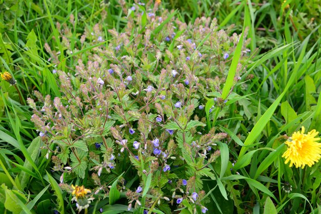 bush with blue flowers on the lawn with green grass, close-up