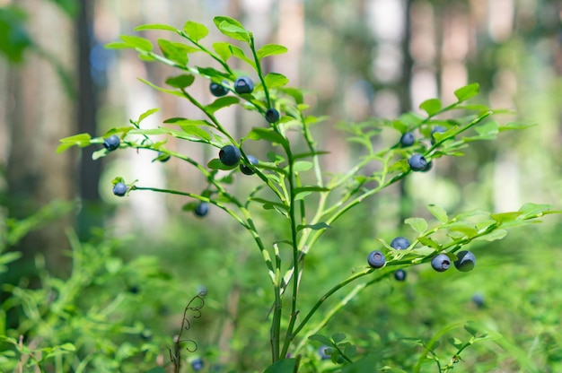 A bush with blueberries in the forest