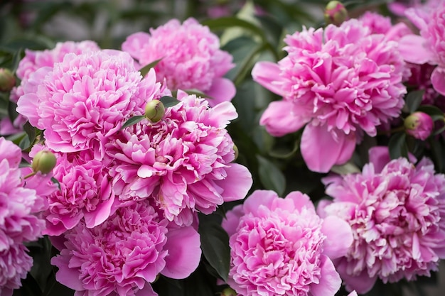 Куст с цветами розовых пионов в саду при солнечном свете