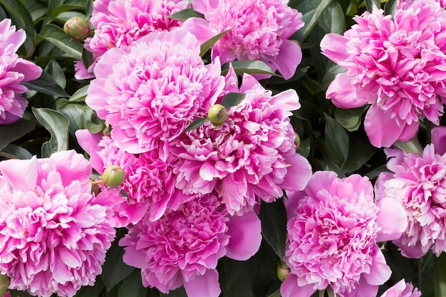 Bush with flowers of pink peonies in the garden in sunlight