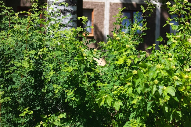 Bush with green leaves on a background of the house