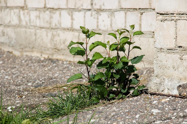 Bush with green leaves grows from asphalt near brick wall