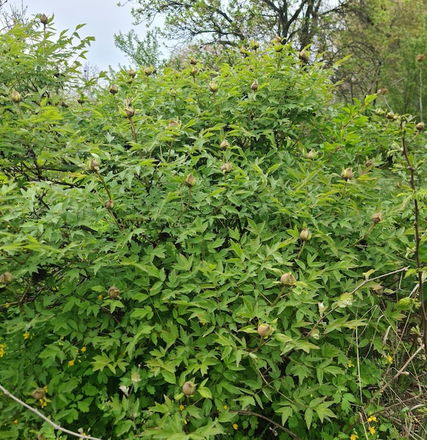 A bush with green leaves and a large bush with the word " wild " on it.