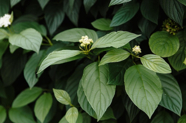 A bush with green leaves and white berries snowberry