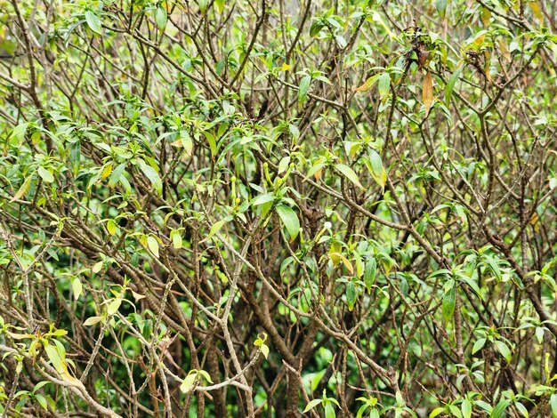 A bush with green leaves and the word tea on it