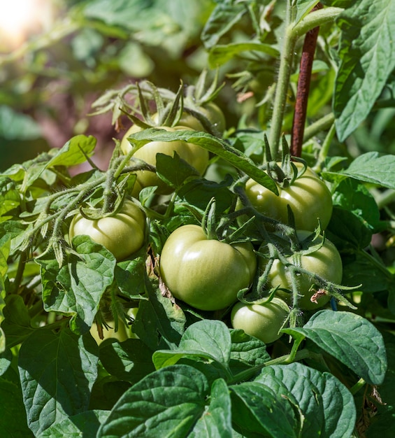 Буш с зелеными помидорами в саду