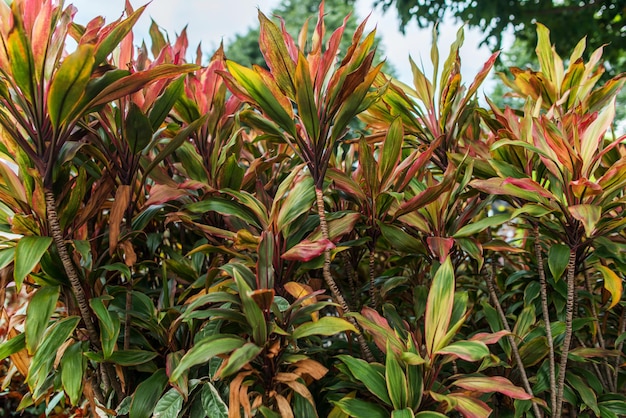 Bush with large leaves and bright green young foliage as the background