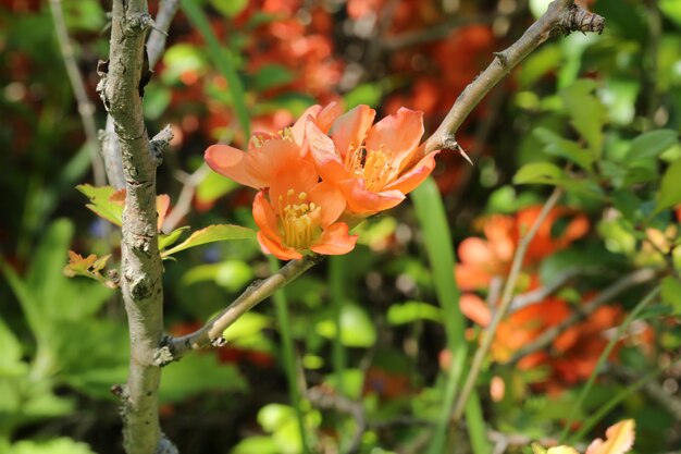 Bush with orange flowers in the flower garden grass summer autumn