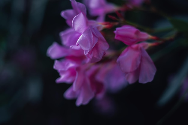 Photo bush with pink flowers in the alley