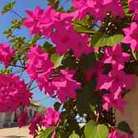 Photo a bush with pink flowers that say  bougainvillea