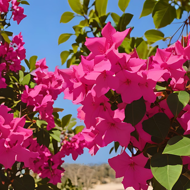 Photo a bush with pink flowers that say  bougainvillea