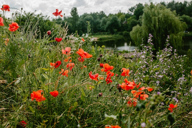 Куст с маками в саду