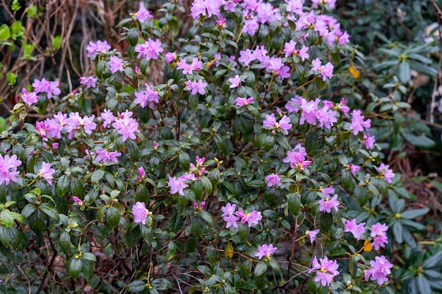 紫の花をかせた茂みが庭にあります