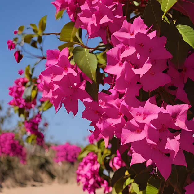 a bush with purple flowers that say  bougainvillea