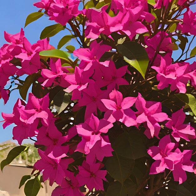 Photo a bush with purple flowers that say  bougainvillea