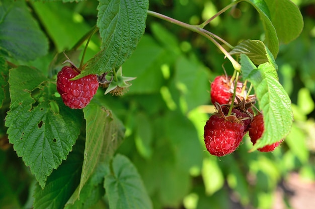 a bush with raspberries on it and a green leaves on background