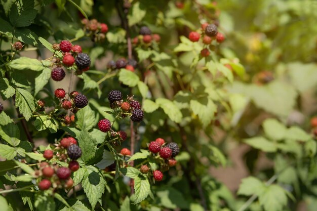 写真 庭に赤と黒のラズベリーの茂み