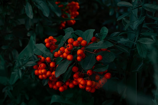 A bush with red berries and green leaves