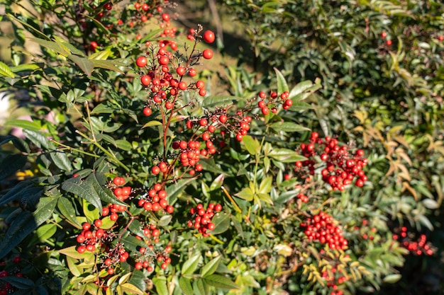 A bush with red berries is in full bloom