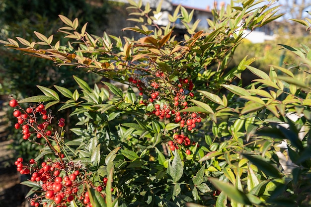 A bush with red berries is in a garden