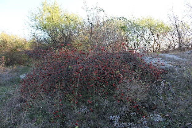 赤いベリーの茂み