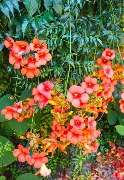 Bush with red flowers closeup.