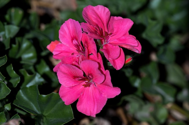 イスラエルの赤い花の茂み