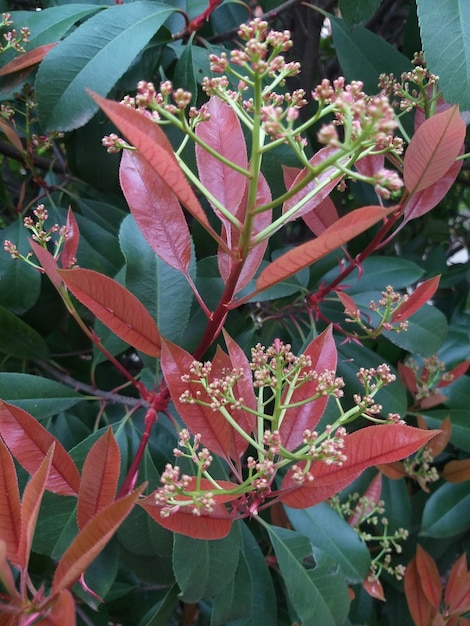 A bush with red leaves and flowers that are green and red.