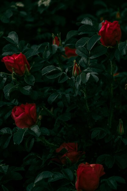 Photo a bush with red roses in the middle of it