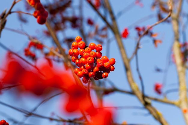 Bush with red rowan berries