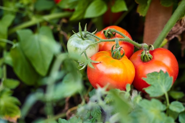 Photo bush with red tomatoes in the garden