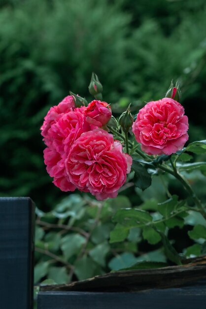 Bush with roses against the backdrop of greenery