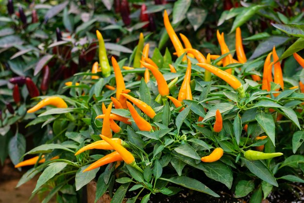 A bush with thin yellow pointed peppers