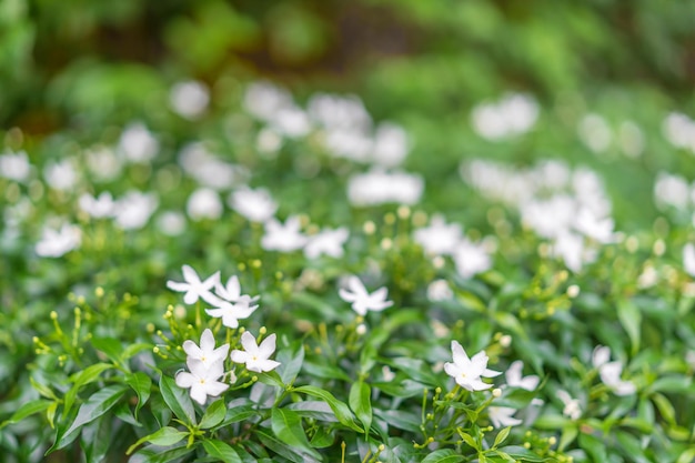 Bush with white flowers in the foreground and a blurred bokeh background