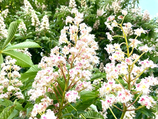 白い花と「」という言葉が書かれた緑の葉を持つ茂み。