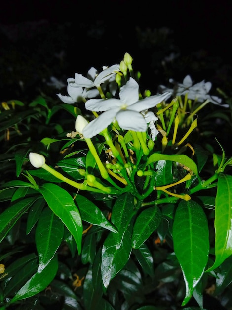 A bush with white flowers and green leaves