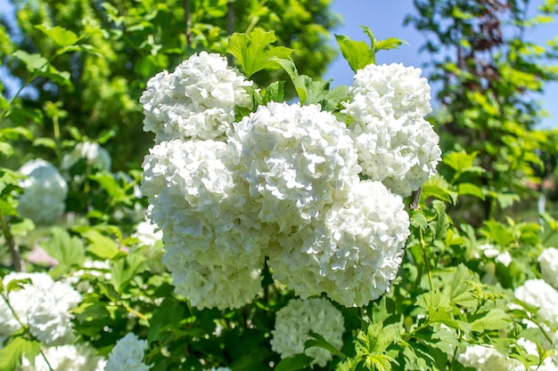 写真 春に公園で白い花をかせたブッシュ ブルデネジの花